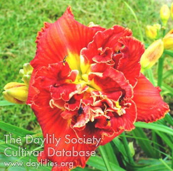 Daylily Double Hot Lover
